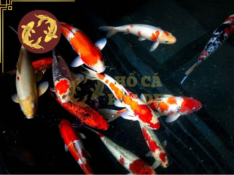 Cách phân biệt cá koi đực và cái: 7 đặc điểm quan trọng cần biết 1 Hiểu về cách phân biệt cá koi đực và cái để lựa chọn giống cho phù hợp