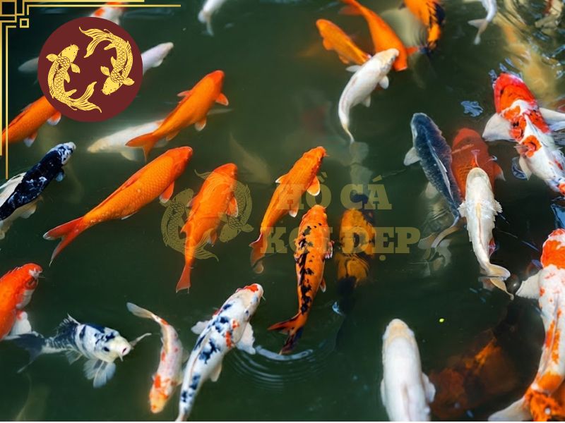 Cách phân biệt cá koi đực và cái: 7 đặc điểm quan trọng cần biết 2 Mỗi giới tính đều có những ưu điểm khác nhau