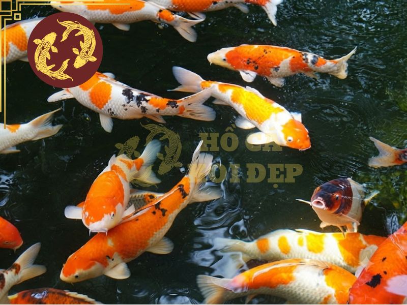 Cách phân biệt cá koi đực và cái: 7 đặc điểm quan trọng cần biết 3 Cá koi đạt từ 18 đến 24 tháng tuổi đã có thể nhận diện giới tính