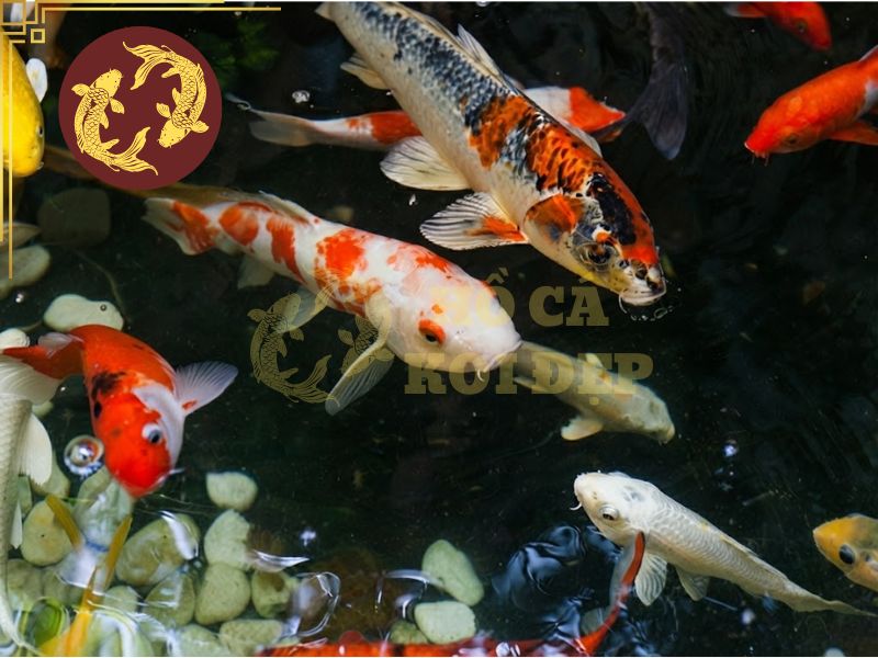 Cách phân biệt cá koi đực và cái: 7 đặc điểm quan trọng cần biết 7 Tùy theo nhu cầu mà bạn có thể lựa chọn cá có giới tính phù hợp, nhưng chất lượng cá luôn phải là yếu tố đặt lên hàng đầu