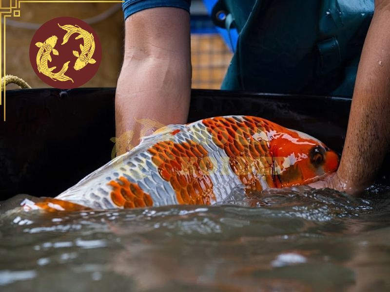 Cách thả cá koi mới mua vào hồ và những sai lầm cần tránh 1 Không hiểu rõ cách thả cá koi mới mua đúng cách sẽ khiến cá bị sốc nước và gây nguy hiểm