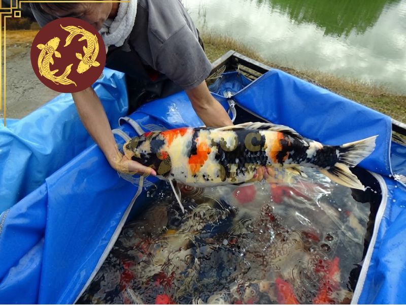 Cách thả cá koi mới mua vào hồ và những sai lầm cần tránh 2 Cần để cá có thời gian thích ứng và làm quen với môi trường mới