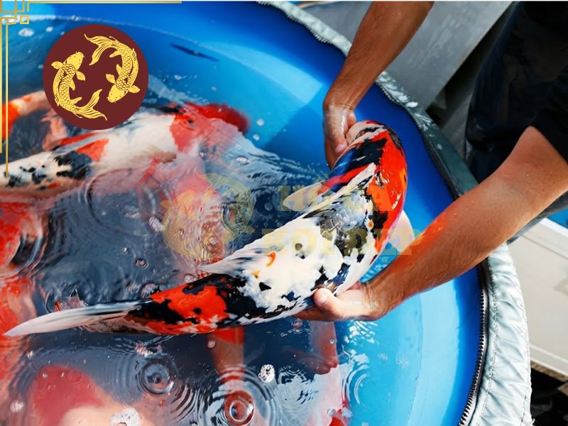 Cách thả cá koi mới mua vào hồ và những sai lầm cần tránh 3 Cần thả cá nhẹ nhàng để tránh làm cho cá hoảng loạn
