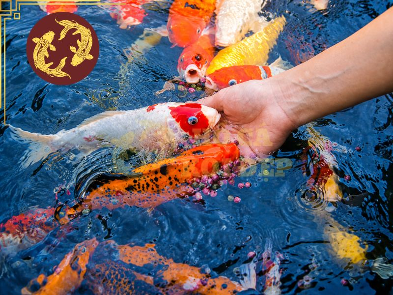 Cách vận chuyển cá koi an toàn, hạn chế sốc nước và hao hụt 5 Tránh cho cá ăn trước lúc di chuyển