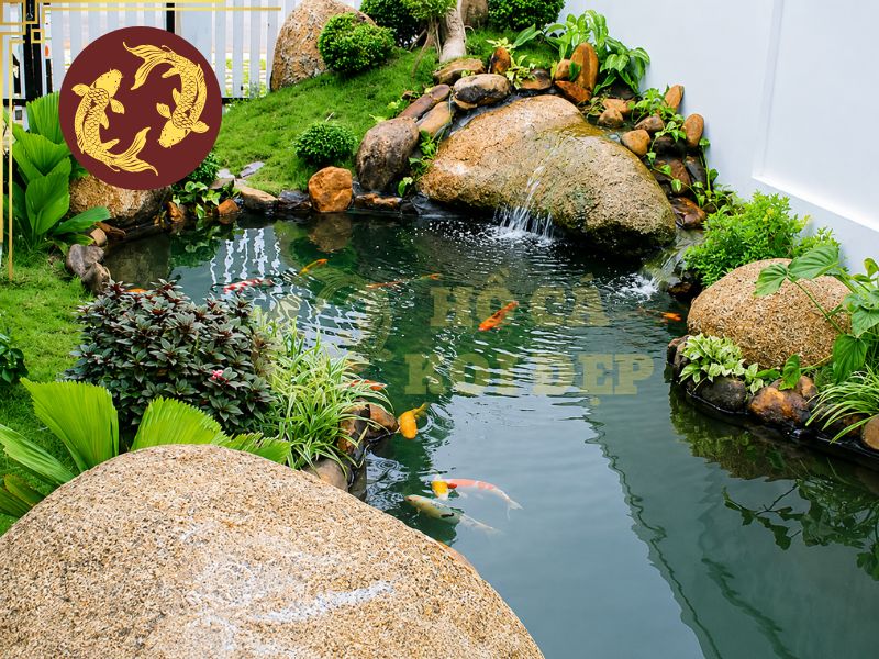 Cách thả cá koi mới mua vào hồ và những sai lầm cần tránh 6 Chất lượng nước trong hồ luôn luôn phải được đảm bảo để tạo môi trường sống lý tưởng cho cá koi