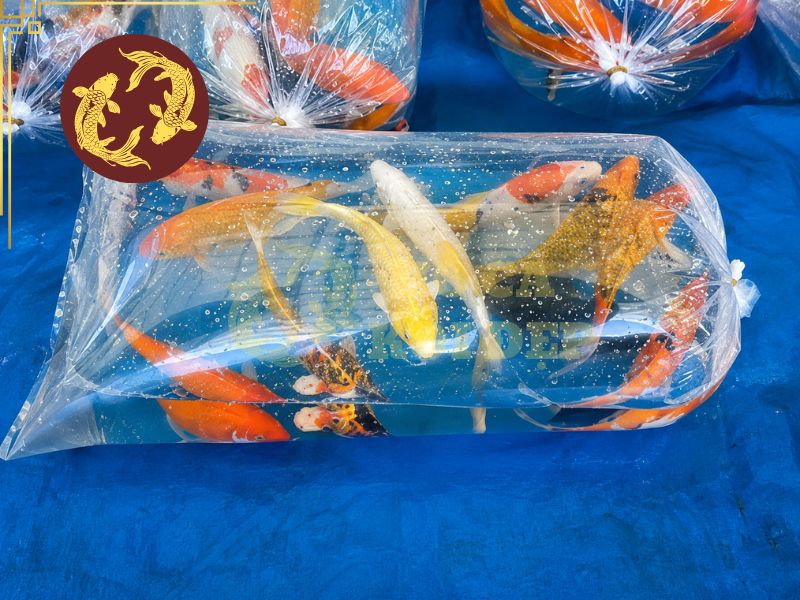 Cách vận chuyển cá koi an toàn, hạn chế sốc nước và hao hụt 3 Đóng bao oxy là một trong những bước quan trọng nhất của quá trình vận chuyển