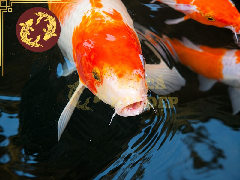 Cách vận chuyển cá koi an toàn, hạn chế sốc nước và hao hụt 2 Quá trình vận chuyển nếu thiếu oxy sẽ khiến cá nổi đầu, thở gấp