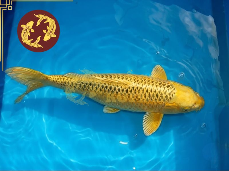 Cá koi Chagoi – Vì sao được mệnh danh là dòng koi thân thiện nhất? 3 Chagoi được chú ý nhờ khả năng tăng trưởng nhanh chóng và vượt bậc