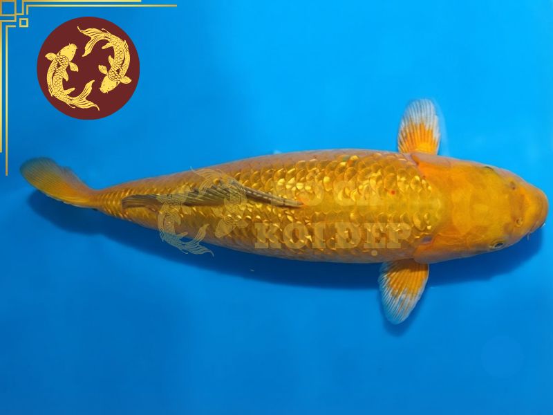Cá koi Chagoi – Vì sao được mệnh danh là dòng koi thân thiện nhất? 5 Gia chủ nên ưu tiên những chú Chagee thân hình cân đối, lưng rộng và đuôi khỏe