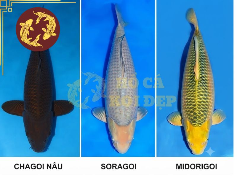 Cá koi Chagoi – Vì sao được mệnh danh là dòng koi thân thiện nhất? 4 Các màu sắc phổ biến của Chagoi