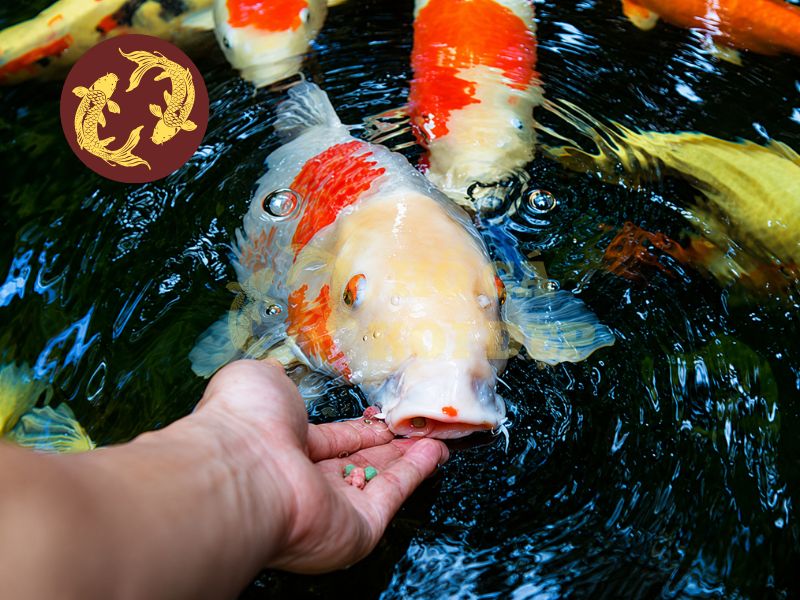 Cho Cá Koi Ăn Ngày Mấy Lần Là Tốt Nhất? Bí Quyết Giúp Cá Khỏe Và Lớn Nhanh 1 Tùy thuộc vào tình trạng cá để giải quyết bài toán cho cá koi ăn ngày mấy lần