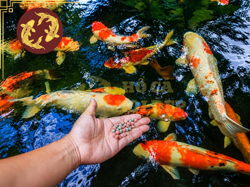 Cho Cá Koi Ăn Ngày Mấy Lần Là Tốt Nhất? Bí Quyết Giúp Cá Khỏe Và Lớn Nhanh 10 Nắm rõ và vận dụng các kiến thức trên, cá koi sẽ phát triển nhanh chóng