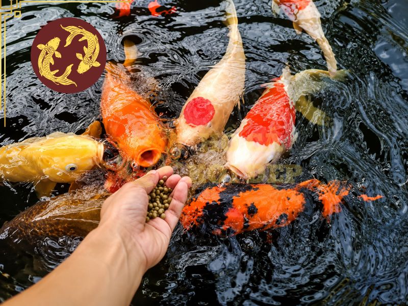 Cho Cá Koi Ăn Ngày Mấy Lần Là Tốt Nhất? Bí Quyết Giúp Cá Khỏe Và Lớn Nhanh 2 Cho ăn quá nhiều hay quá ít cũng đều để lại ảnh hưởng không tốt cho cá lẫn chất lượng nước