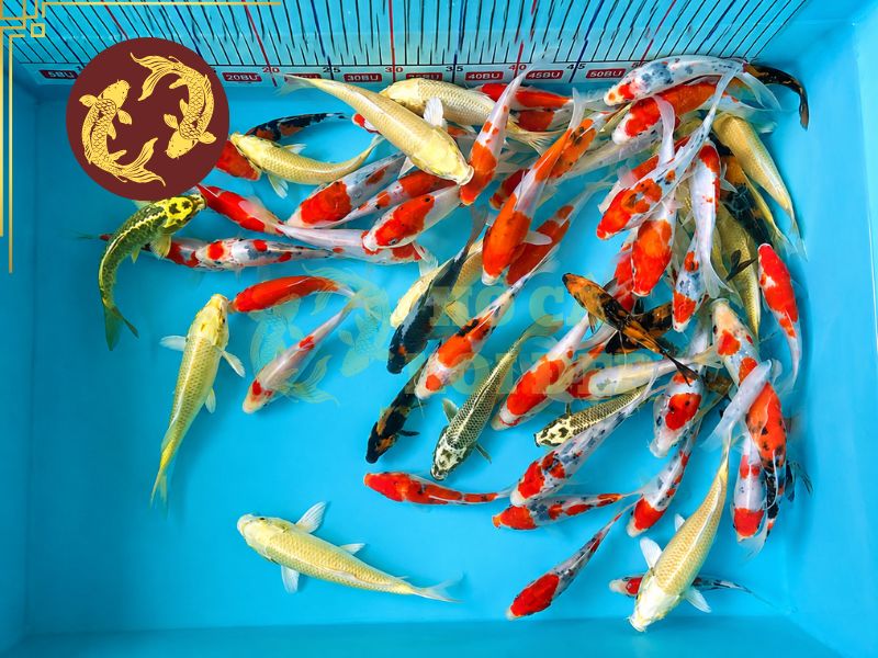 Cho Cá Koi Ăn Ngày Mấy Lần Là Tốt Nhất? Bí Quyết Giúp Cá Khỏe Và Lớn Nhanh 3 Cá koi nhỏ dưới 15cm