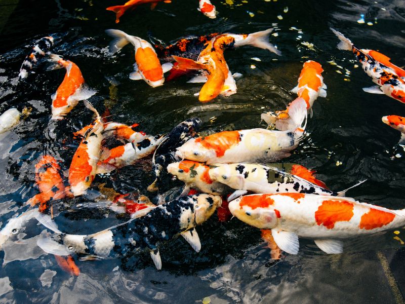 Cho Cá Koi Ăn Ngày Mấy Lần Là Tốt Nhất? Bí Quyết Giúp Cá Khỏe Và Lớn Nhanh 4 Cá koi đang phát triển từ 15-40cm