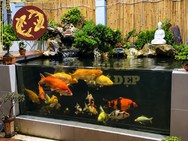 Cho Cá Koi Ăn Ngày Mấy Lần Là Tốt Nhất? Bí Quyết Giúp Cá Khỏe Và Lớn Nhanh 5 Cá koi trưởng thành trên 40cm