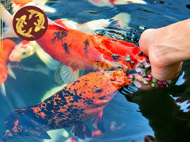 Cho Cá Koi Ăn Ngày Mấy Lần Là Tốt Nhất? Bí Quyết Giúp Cá Khỏe Và Lớn Nhanh 6 Thời điểm nước ổn định và cá tích cực hoạt động là thời điểm tốt nhất để cho ăn