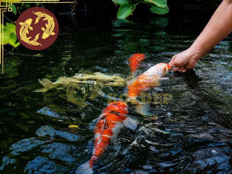 Cho Cá Koi Ăn Ngày Mấy Lần Là Tốt Nhất? Bí Quyết Giúp Cá Khỏe Và Lớn Nhanh 8 Những sai lầm khi cho ăn có thể gây ảnh hưởng tiêu cực đến chất lượng nguồn nước