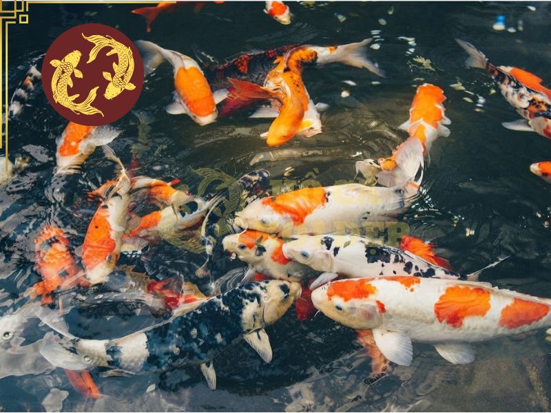 Giá cá koi phụ thuộc vào những yếu tố nào? Cách chọn cá đúng ngân sách 1 Có nhiều tiêu chí ảnh hưởng đến giá cá koi thực tế