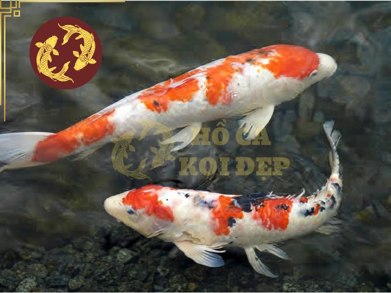 Giá cá koi phụ thuộc vào những yếu tố nào? Cách chọn cá đúng ngân sách 2 Nguồn gốc tác động quan trọng đến chất lượng di truyền hay màu sắc cá koi