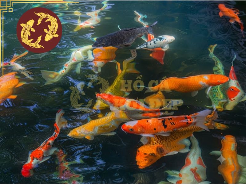 Giá cá koi phụ thuộc vào những yếu tố nào? Cách chọn cá đúng ngân sách 3 Nhiều loại màu sắc càng hài hòa giúp giá trị càng tăng