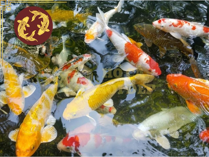 Giá cá koi phụ thuộc vào những yếu tố nào? Cách chọn cá đúng ngân sách 5 Ngoài giá, hãy quan tâm đến tiềm năng phát triển của cá