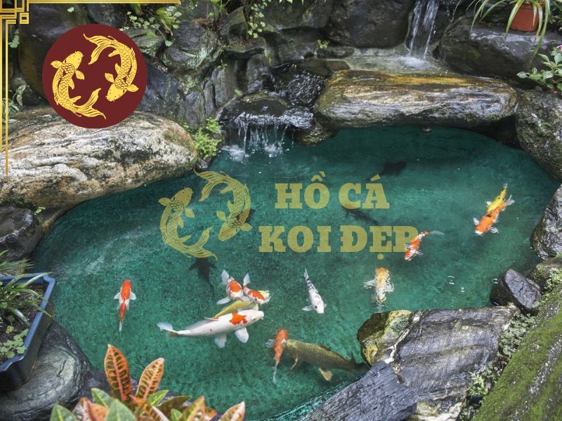 Hồ Koi có mùi hôi: Nguyên nhân và cách khử mùi hiệu quả 1 Hệ lọc quá tải khiến các chất thừa ứ đọng khiến hồ koi có mùi hôi