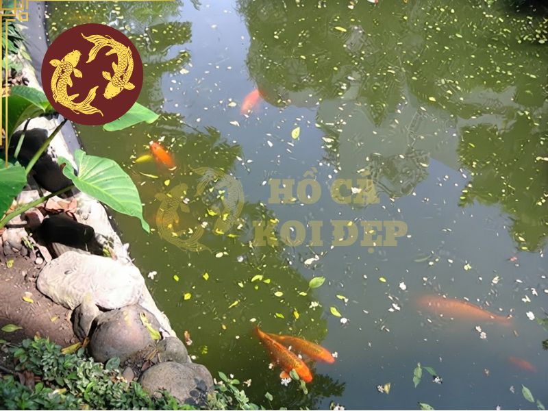 Hồ Koi có mùi hôi: Nguyên nhân và cách khử mùi hiệu quả 2 Cặn bẩn đọng lại trong hồ làm đục nước và gây mùi