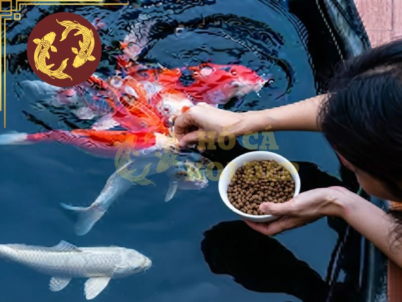 Hồ Koi có mùi hôi: Nguyên nhân và cách khử mùi hiệu quả 5 Cân đối lượng thức ăn để tránh dư thừa
