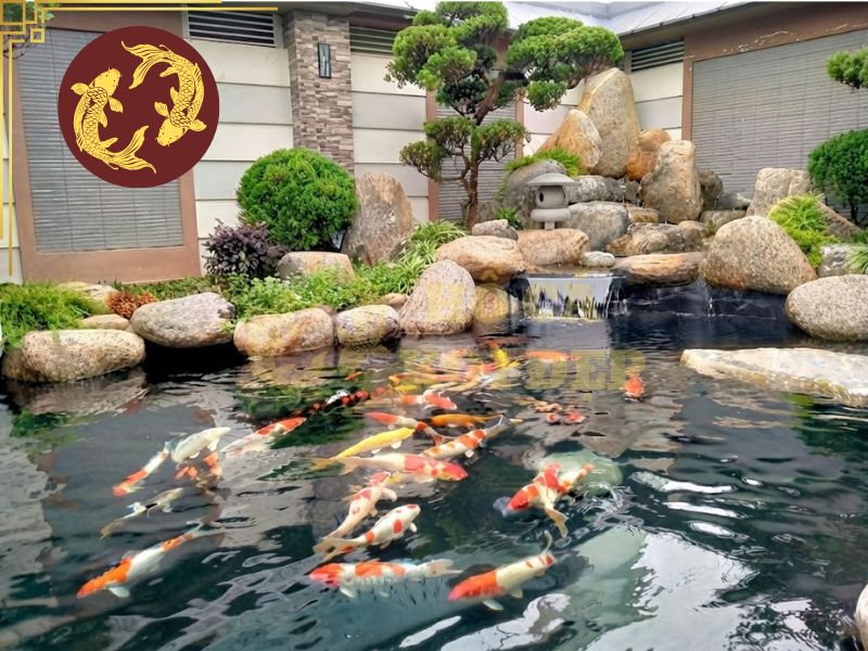 Hồ Koi có mùi hôi: Nguyên nhân và cách khử mùi hiệu quả 6 Cần theo dõi và quan sát thường xuyên để hồ luôn sạch đẹp