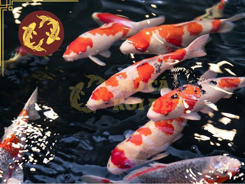 Top 3 điều cần biết về cá koi Kohaku bạn không thể bỏ qua!! 2 Đây đã trở thành dòng koi phổ biến ở nhiều nơi trên thế giới