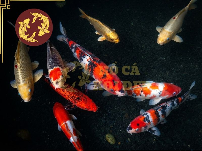 Top 3 điều cần biết về cá koi Kohaku bạn không thể bỏ qua!! 3 Kohaku được chăm sóc đúng cách sẽ phát triển mạnh mẽ theo thời gian