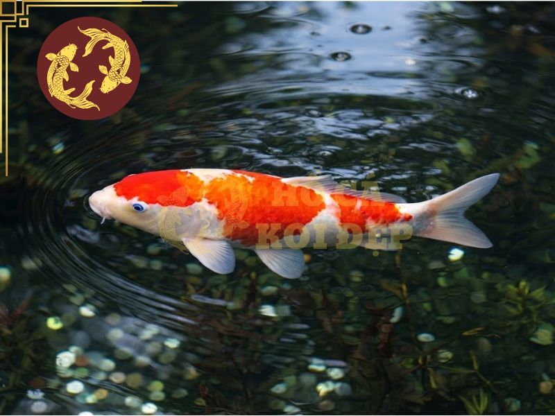 Top 3 điều cần biết về cá koi Kohaku bạn không thể bỏ qua!! 5 Hiểu đúng về Kohaku sẽ giúp gia chủ chọn lựa những em cá khỏe mạnh
