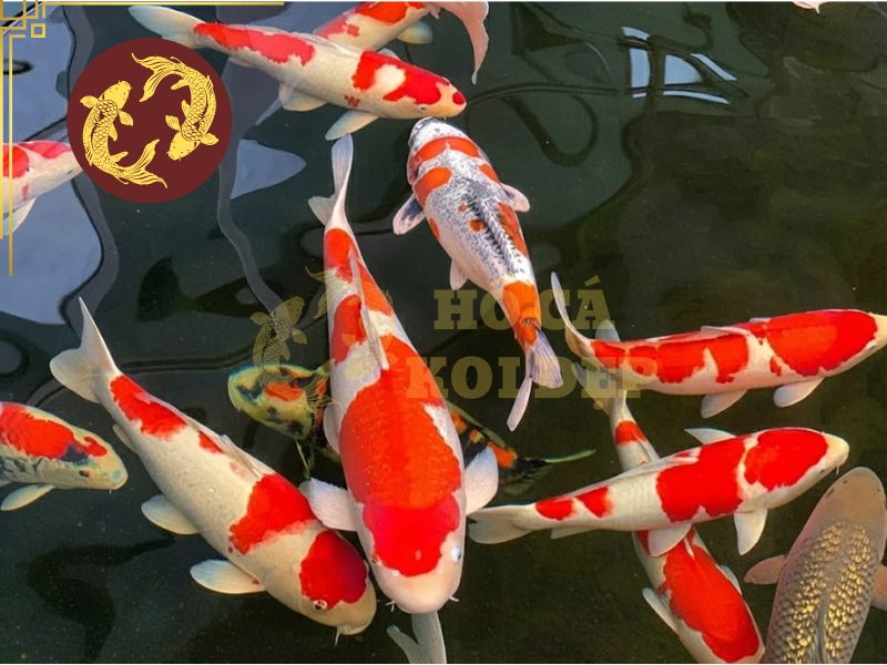 Hướng dẫn phân biệt cá koi Việt và koi Nhật dành cho người mới chơi 3 Màu sắc và hoa văn chính là vẻ đẹp tinh tế và giá trị nhất mà cá koi mang lại