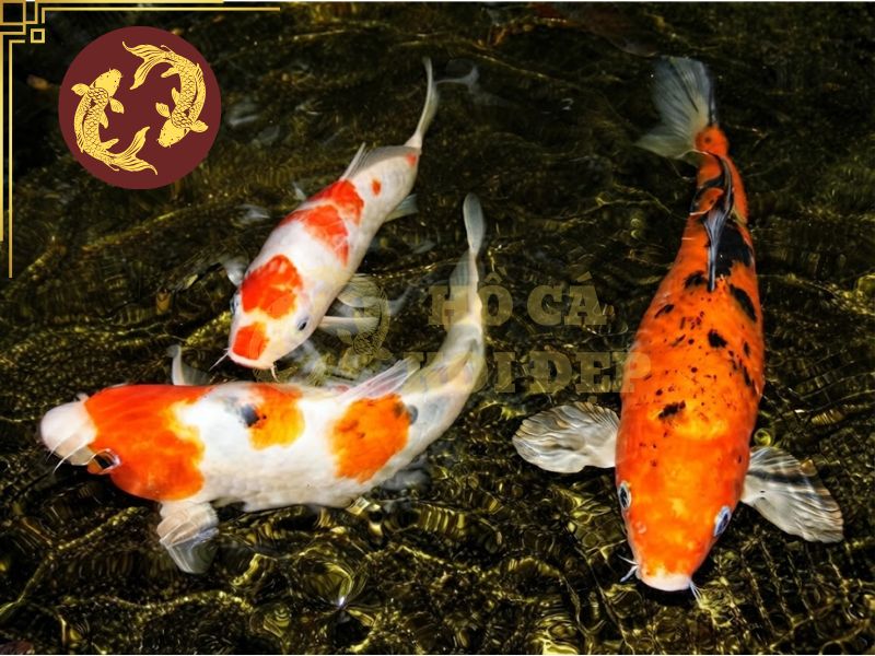 Hướng dẫn phân biệt cá koi Việt và koi Nhật dành cho người mới chơi 2 Hình thể là một căn cứ để người chơi có thể đánh giá chất lượng cá