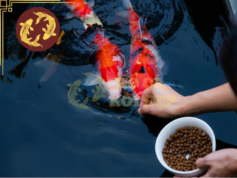 Lọc sinh học hồ Koi: Cách nuôi vi sinh đúng quy trình 4 Thức ăn thừa của cá khiến hệ thống lọc làm việc quá tải hơn