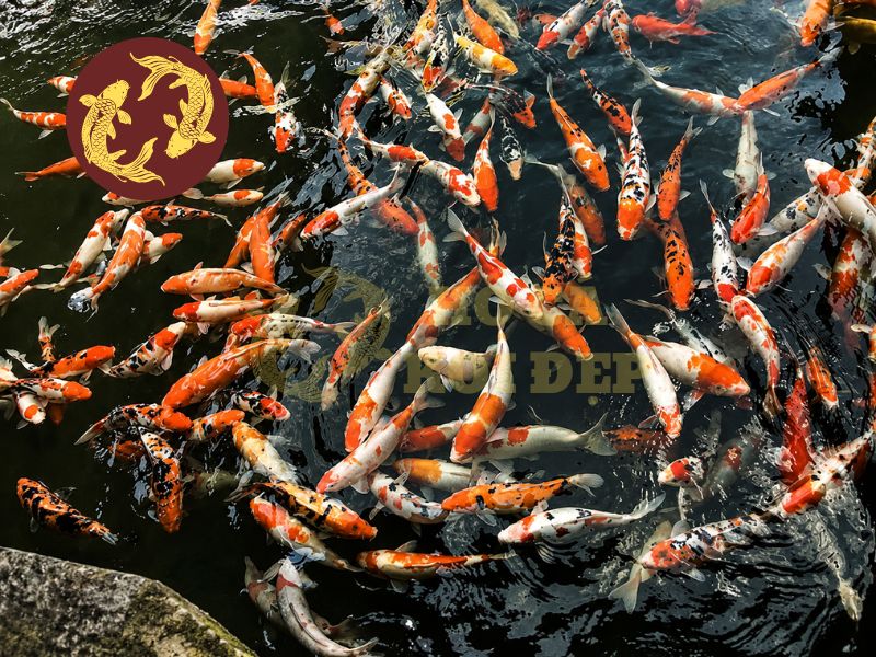Mật Độ Nuôi Cá Koi Thế Nào Để Cá Phát Triển Tốt? 1 Mật độ nuôi cá koi hợp lý sẽ thúc đẩy quá trình tăng trưởng của cá koi