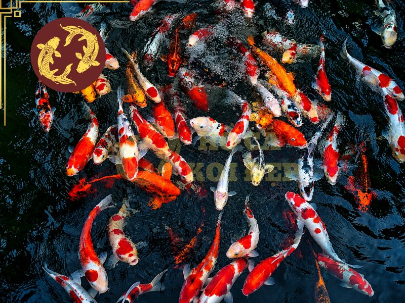 Mật Độ Nuôi Cá Koi Thế Nào Để Cá Phát Triển Tốt? 2 Hồ cá mật độ quá cao khiến chất hữu cơ tăng cao, giảm lượng oxy hòa tan trong nước