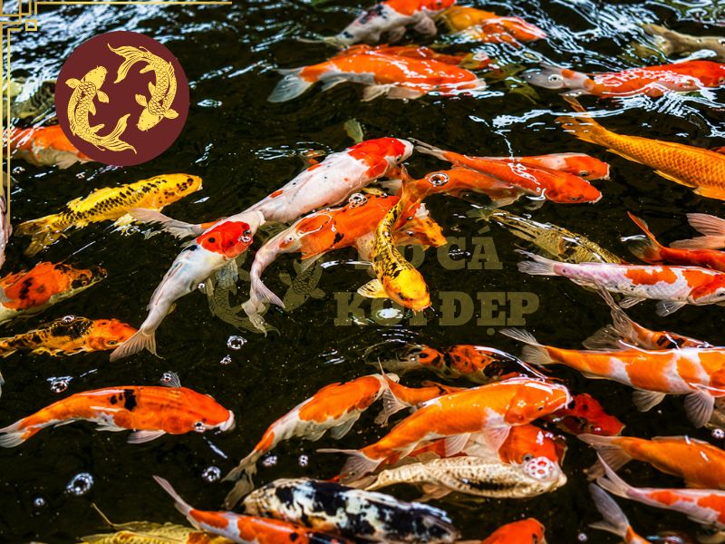 Mật Độ Nuôi Cá Koi Thế Nào Để Cá Phát Triển Tốt? 3 Không chỉ số lượng, mà mật độ cần được cân đối trên kích thước cá