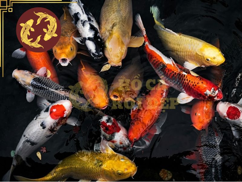 Mua cá koi ở TPHCM: Bí quyết chọn cá đẹp, khỏe và đúng giá 6 Cần trang bị hệ thống lọc cũng như chất lượng nước phù hợp trước khi thả cá