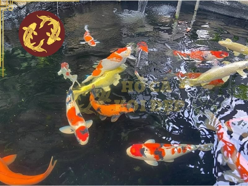 Nhiệt độ nước hồ koi vào mùa nắng như thế nào là hợp lý? 1 Nhiệt độ nước hồ koi vào mùa nắng khiến cá dễ sốc nhiệt, giảm đề kháng