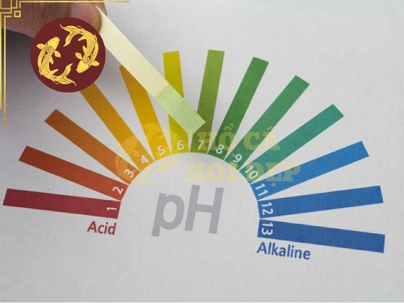 Nhiệt độ nước hồ koi vào mùa nắng như thế nào là hợp lý? 3 Thường xuyên kiểm tra độ pH khi nhiệt độ nước hồ koi vào mùa nắng tăng cao