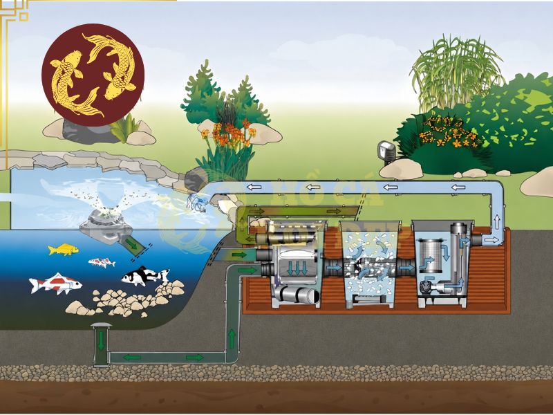 Nước hồ Koi xanh rêu: Nguyên nhân tảo và cách xử lý dứt điểm 3 Cần vệ sinh hệ thống lọc định kỳ