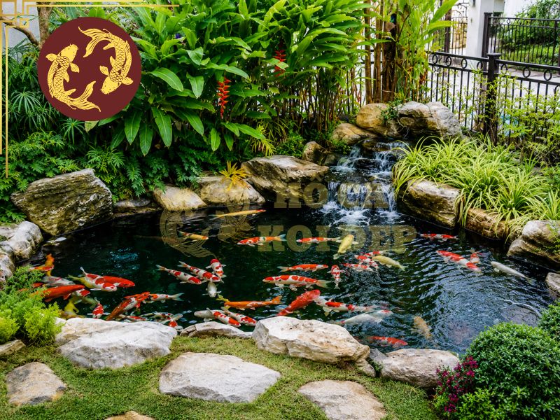 Nước hồ Koi xanh rêu: Nguyên nhân tảo và cách xử lý dứt điểm 6 Cân bằng các yếu tố trên để hồ luôn sạch trong