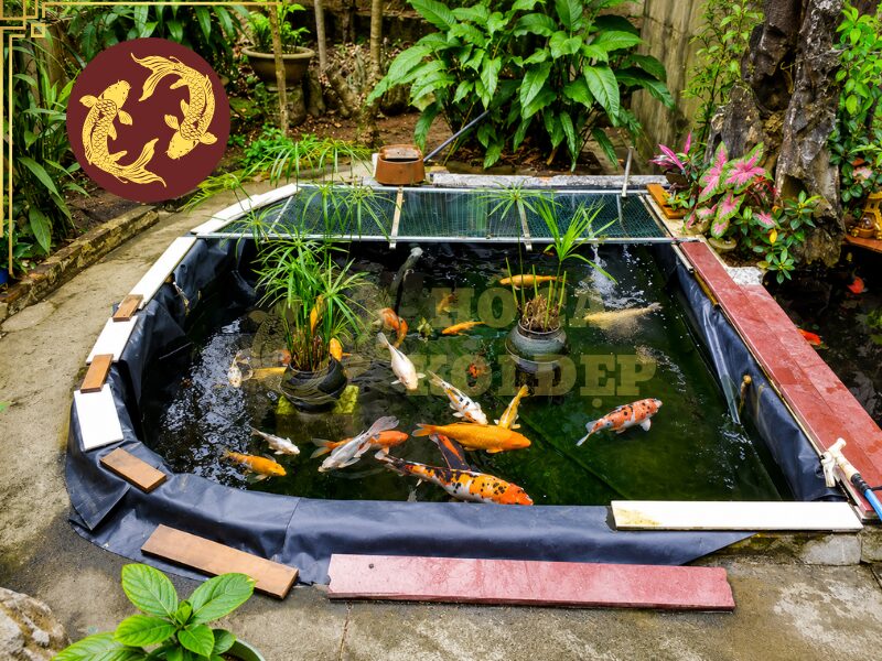 Nuôi Cá Koi Bằng Bể Lót Bạt Đúng Cách 1 Nuôi cá koi bằng bể lót bạt với mức chi phí hợp lý, tiết kiệm hơn các mô hình khác