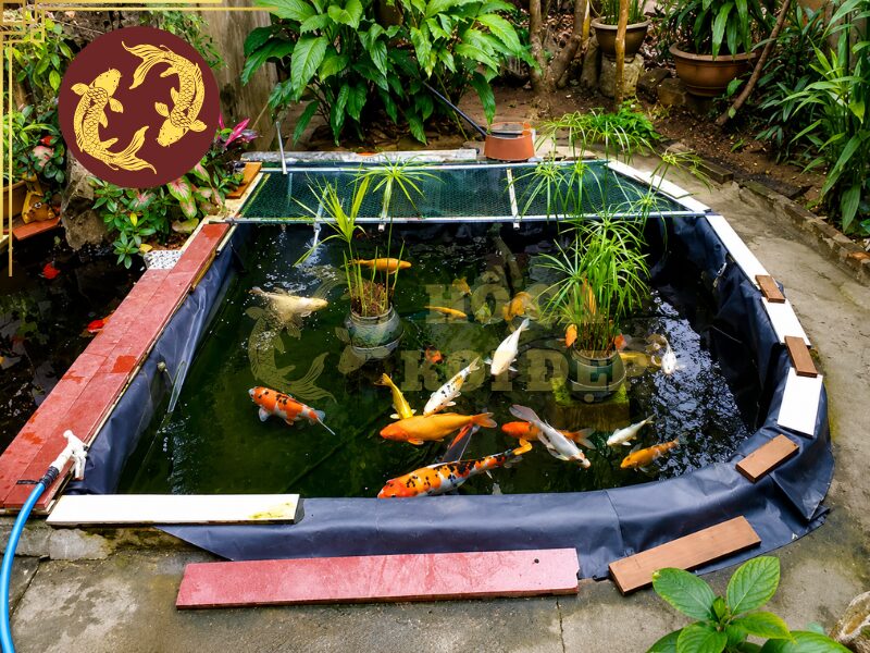 Nuôi Cá Koi Bằng Bể Lót Bạt Đúng Cách 6 Nuôi bằng bể lót bạt vẫn hoàn toàn tạo ra được môi trường số lý tưởng cho cá