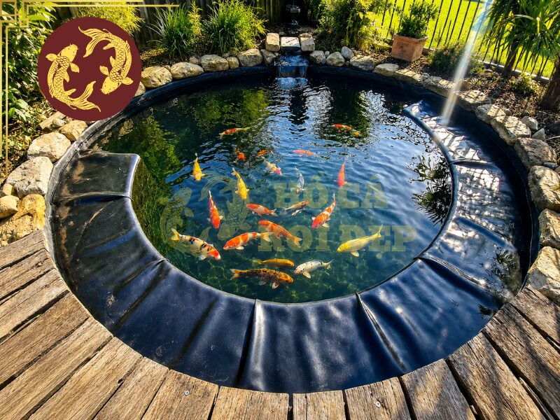 Nuôi Cá Koi Bằng Bể Lót Bạt Đúng Cách 5 Cần thường xuyên kiểm tra chất lượng nước và kiểm soát lượng thức ăn cho cá koi