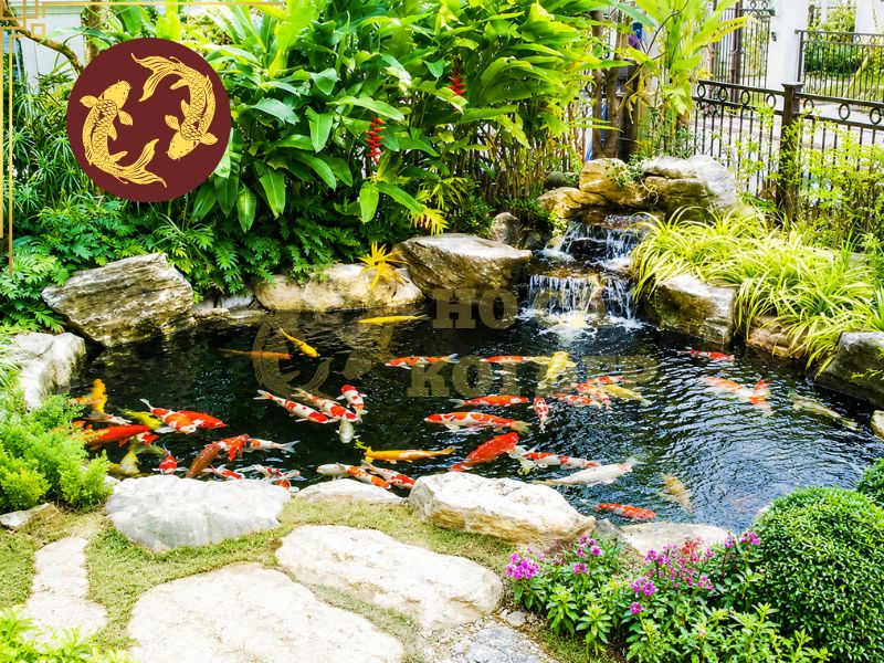 Nuôi cá koi trong hồ xi măng và những điều cần biết 3 Hồ cần đạt các chỉ số kỹ thuật cùng với hệ thống lọc hoàn chỉnh