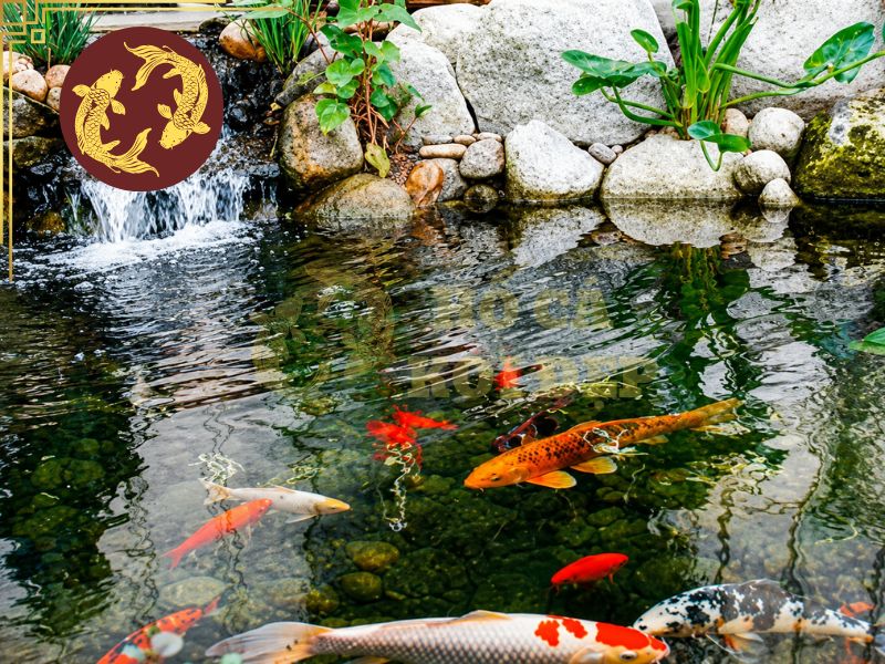 Nuôi Cá Koi Mùa Mưa Thế Nào Để Cá Luôn Khỏe Mạnh? 6 Hạn chế thả thêm cá nếu đang trong những trận mưa kéo dài