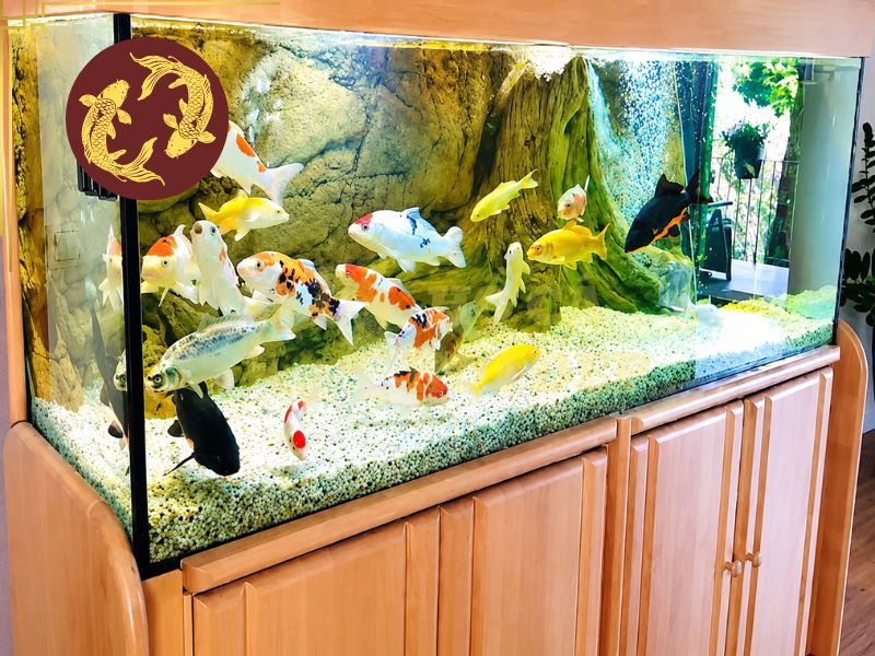 Có nên nuôi cá koi trong bể kính? Những lưu ý bạn không nên bỏ qua 1 Hồ kính giúp tạo điểm nhấn trong không gian của bạn